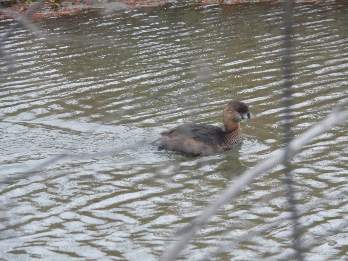 Pied-billed Grebe - ML639885152