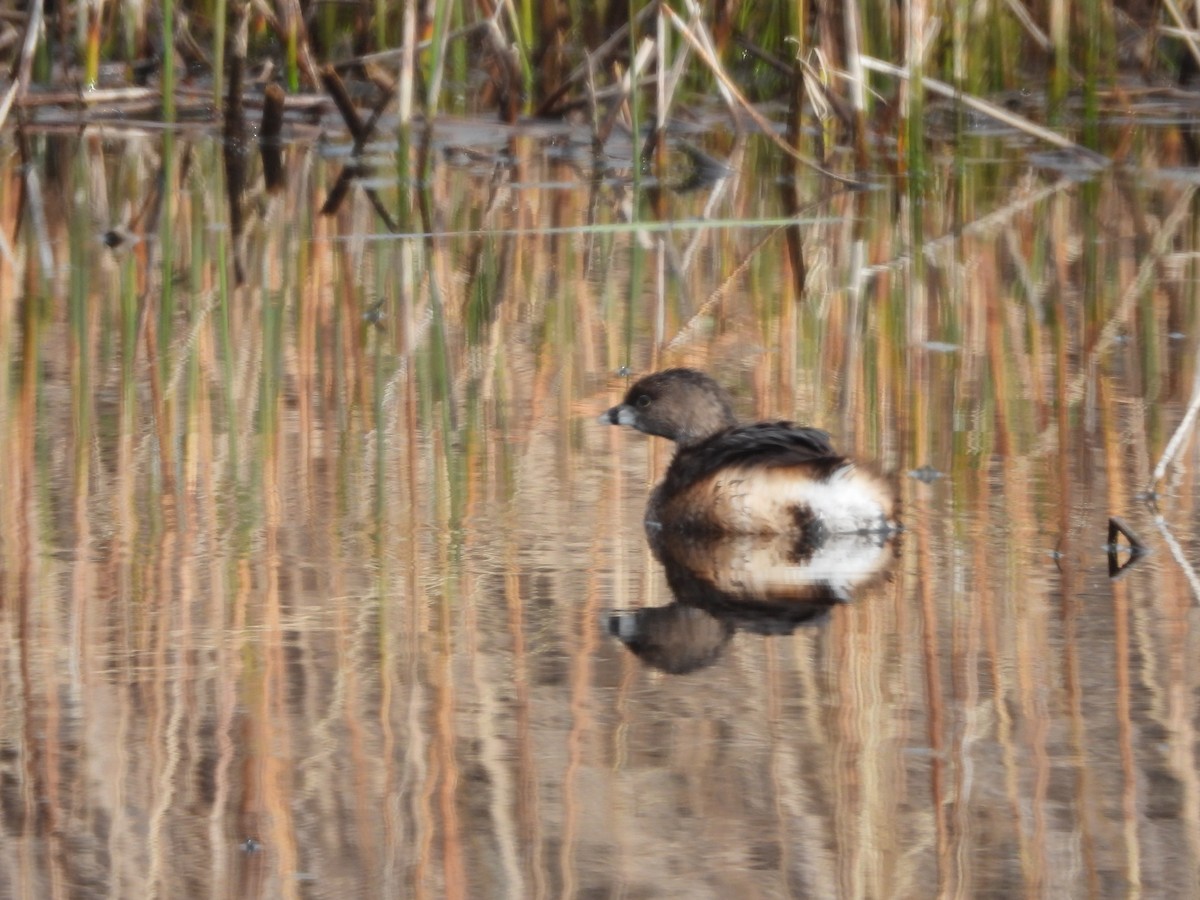 Pied-billed Grebe - ML639885153