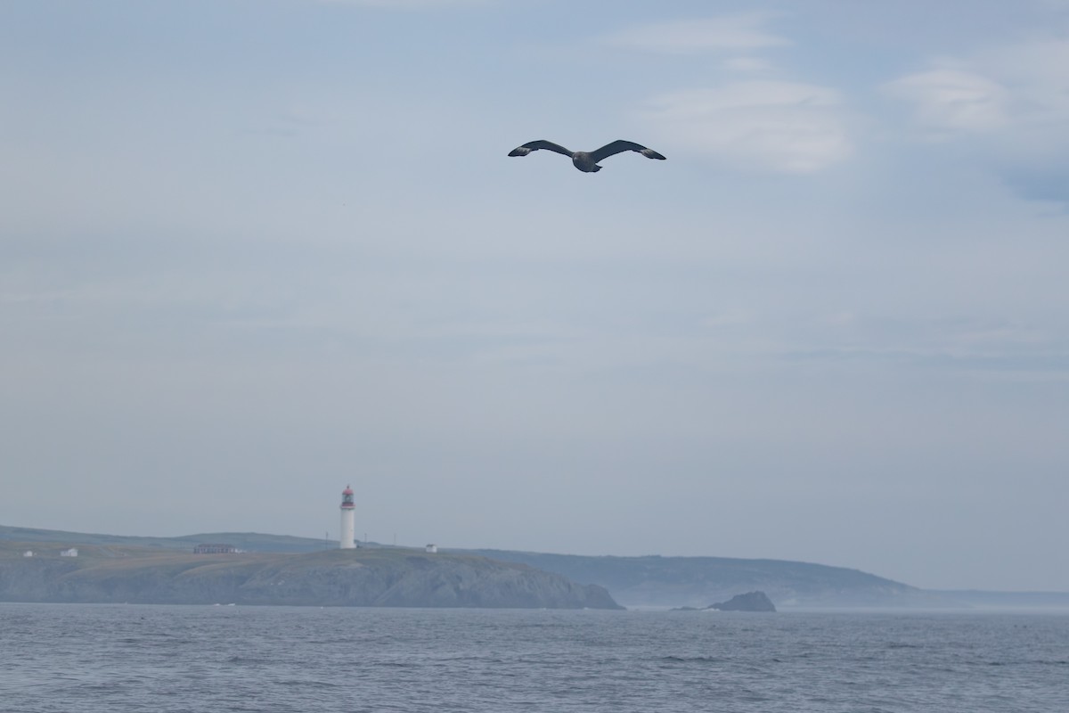 Marikaka polarra - ML639885158