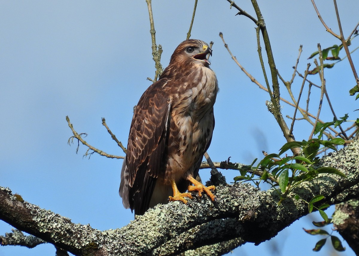 Common Buzzard - ML639885234