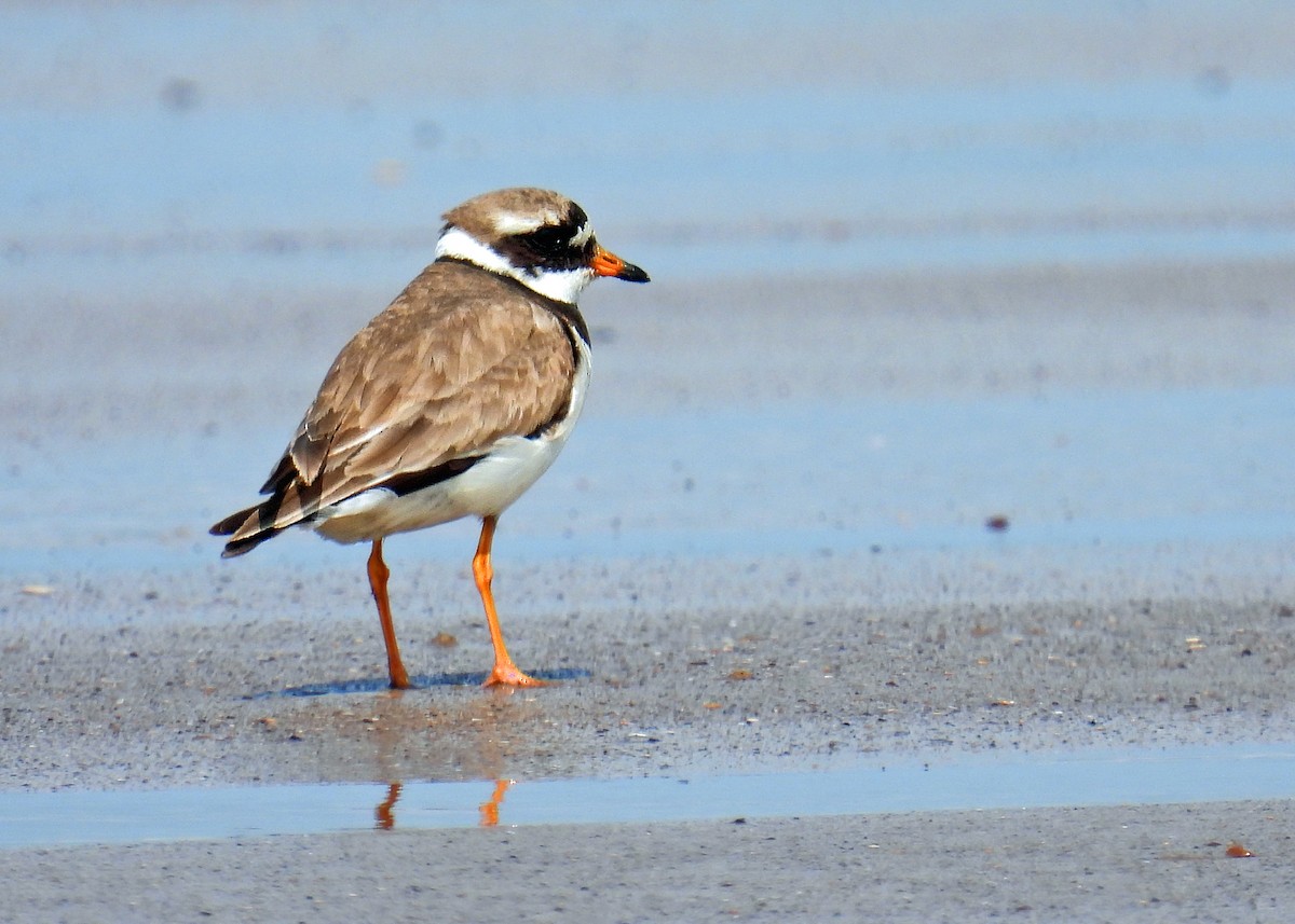 Common Ringed Plover - ML639885306
