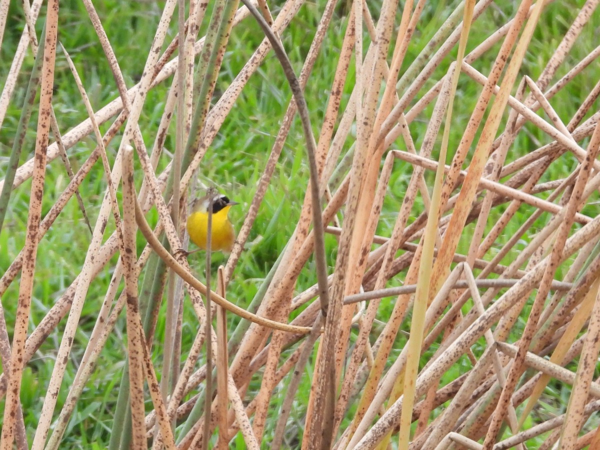 Common Yellowthroat - ML639885320