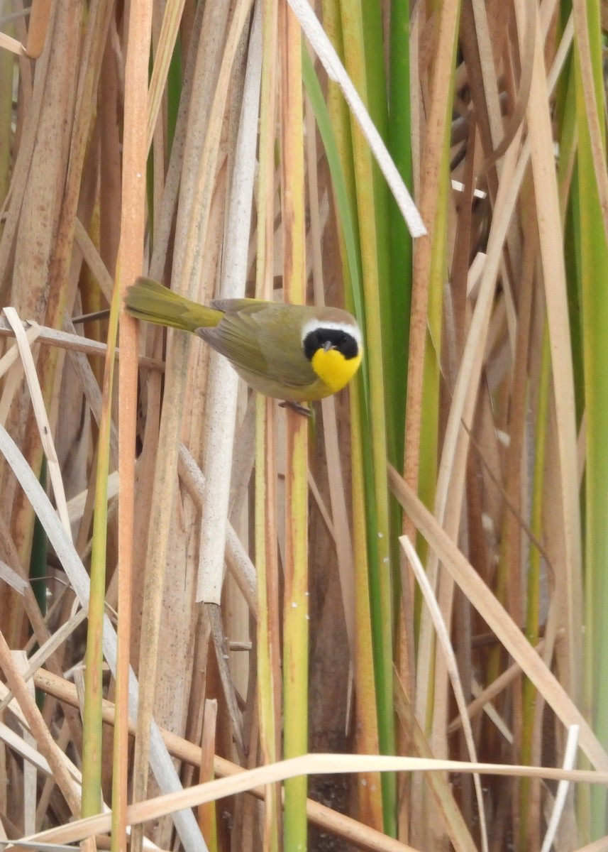 Common Yellowthroat - ML639885321