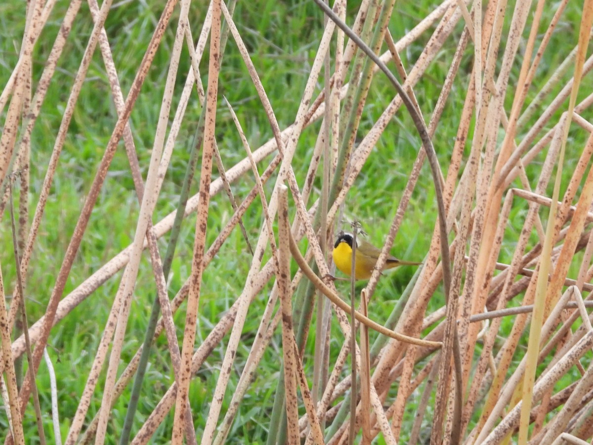 Common Yellowthroat - ML639885322