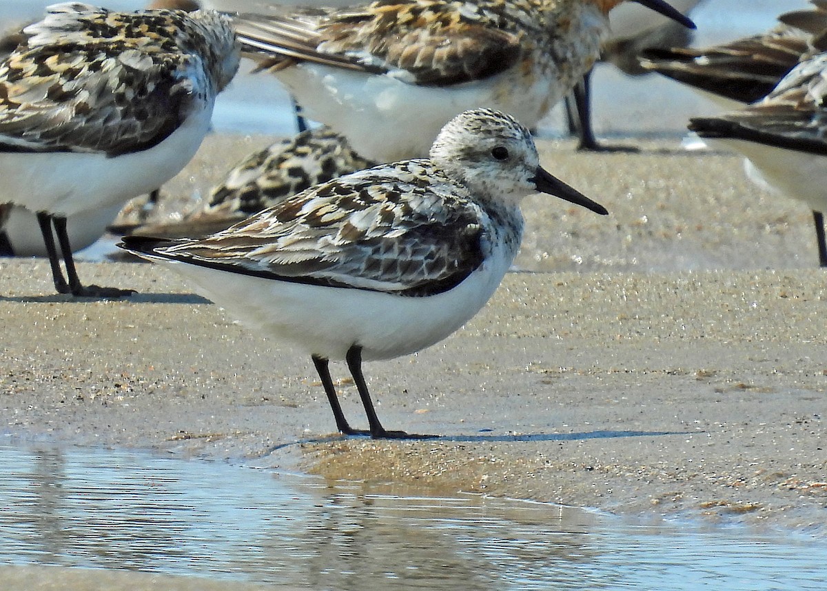 Sanderling - ML639885330