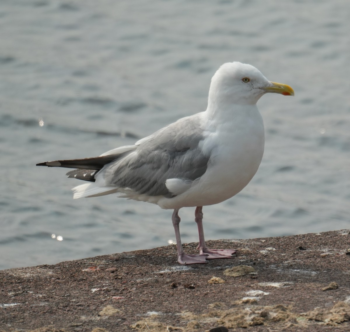 Kanadamöwe - ML639885394