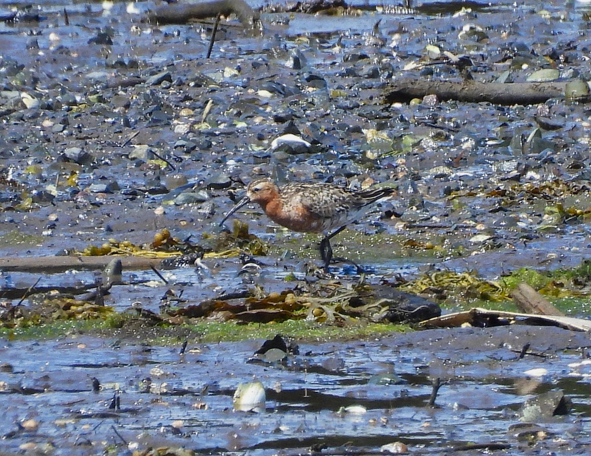 Curlew Sandpiper - ML639885399