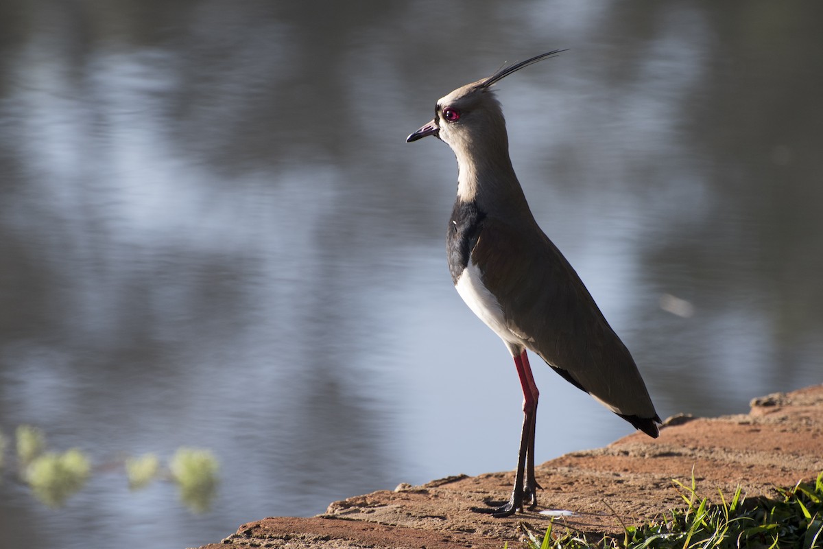 Southern Lapwing - ML63988541