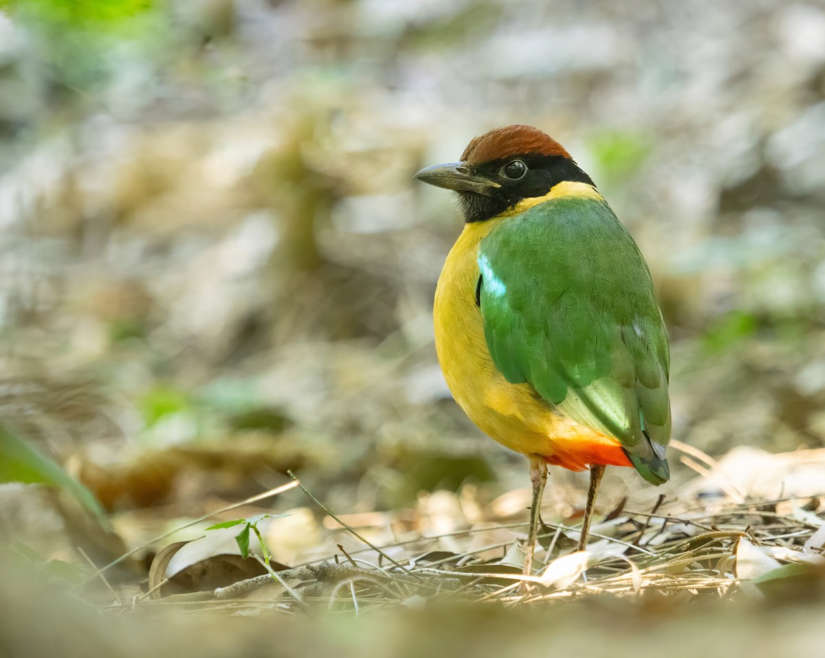 Noisy Pitta - ML639885435