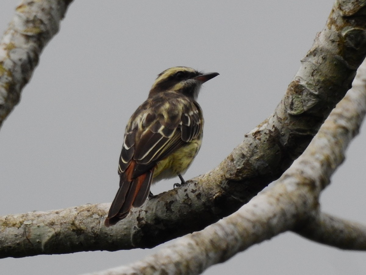 Variegated Flycatcher - ML639885539