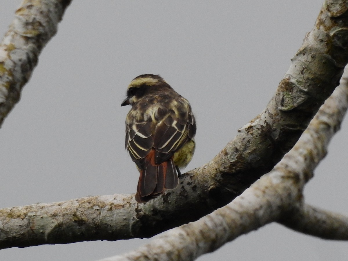 Variegated Flycatcher - ML639885561