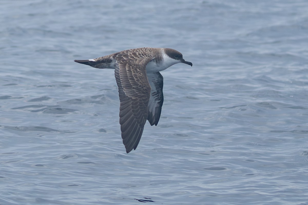 Puffin majeur - ML639885570