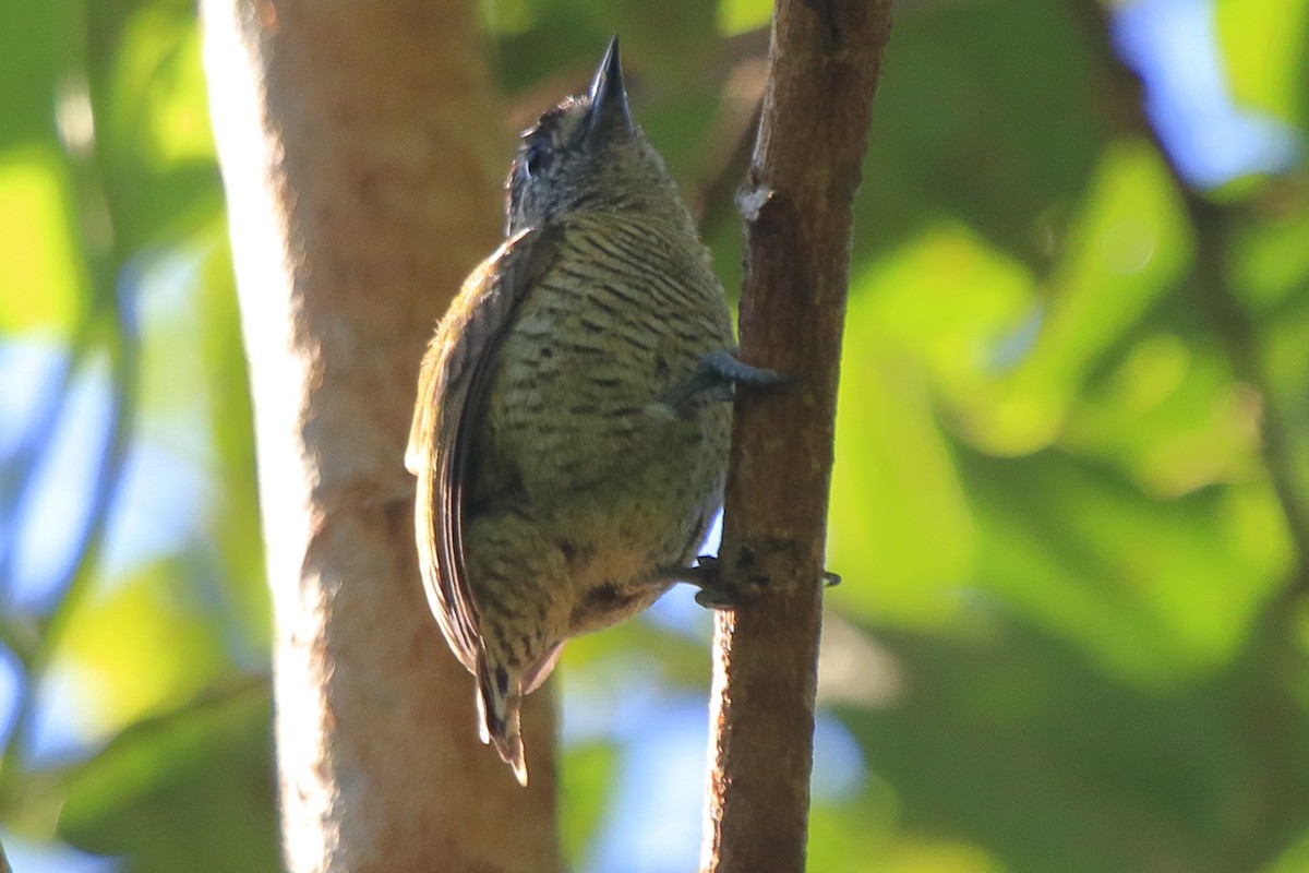 Golden-spangled Piculet (Pernambuco) - ML639885613