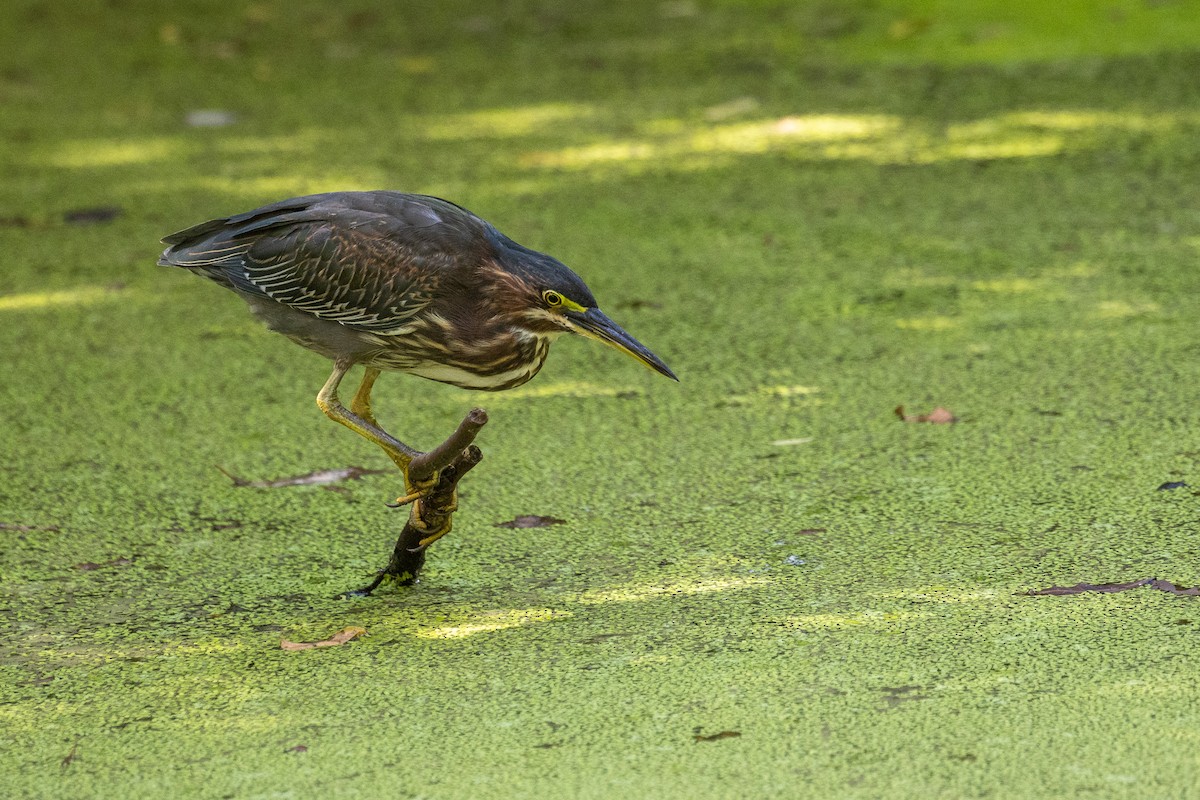 Green Heron - ML639885662