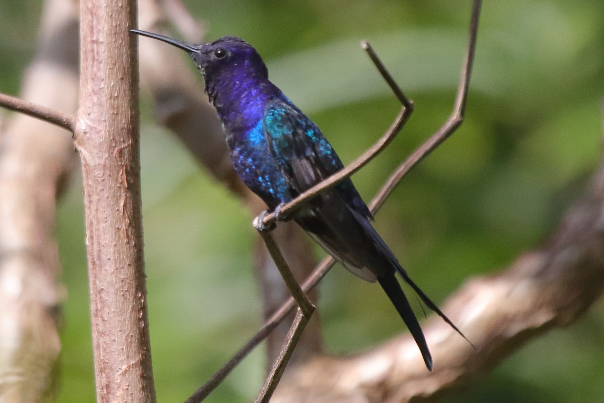 Swallow-tailed Hummingbird - ML639885709