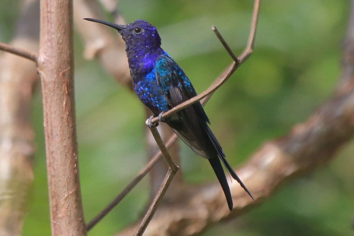 Swallow-tailed Hummingbird - ML639885711