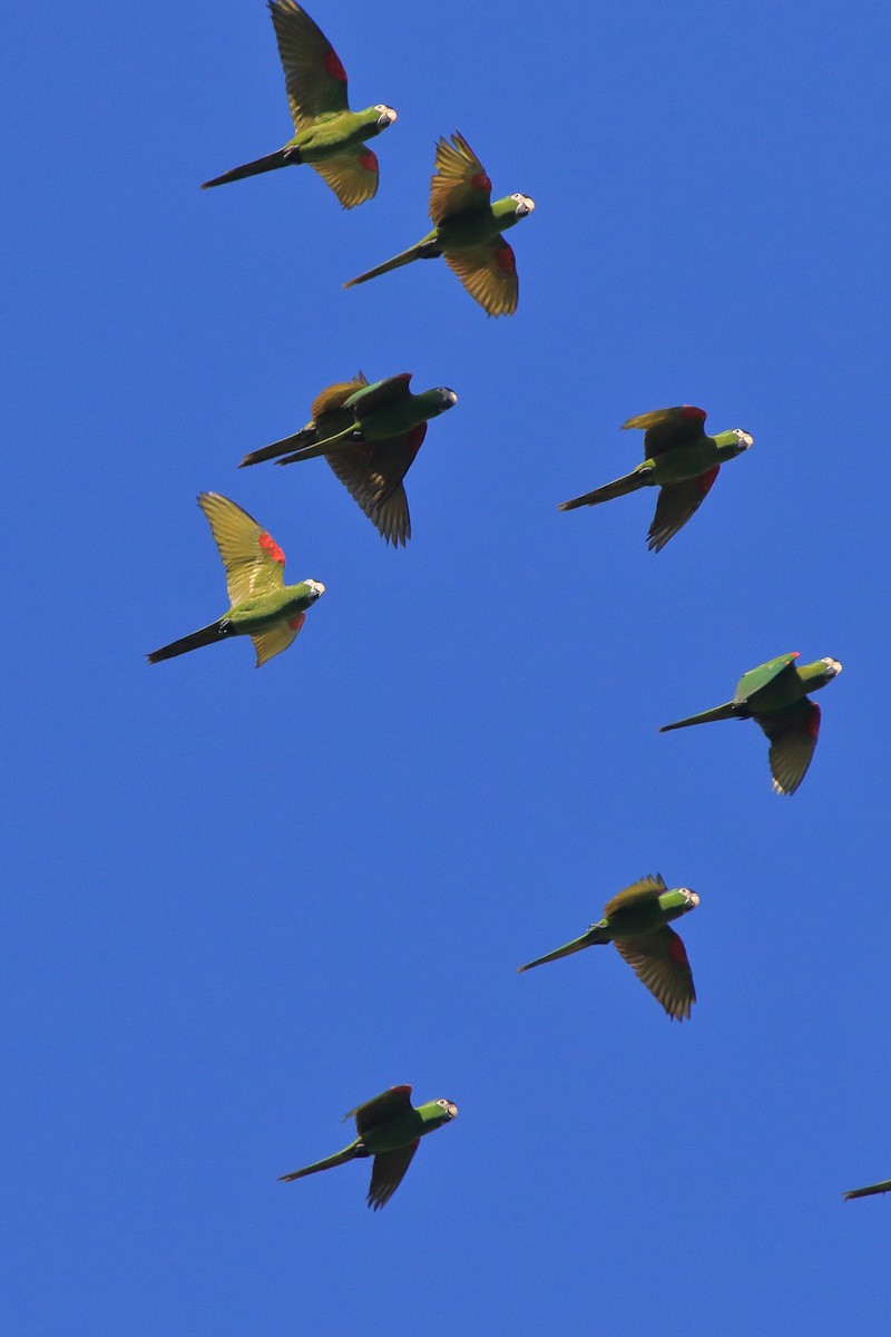 Red-shouldered Macaw - ML639885733