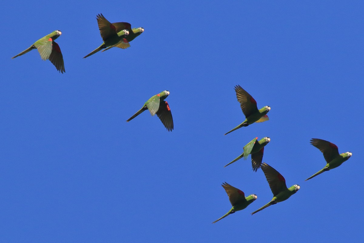 Red-shouldered Macaw - ML639885734