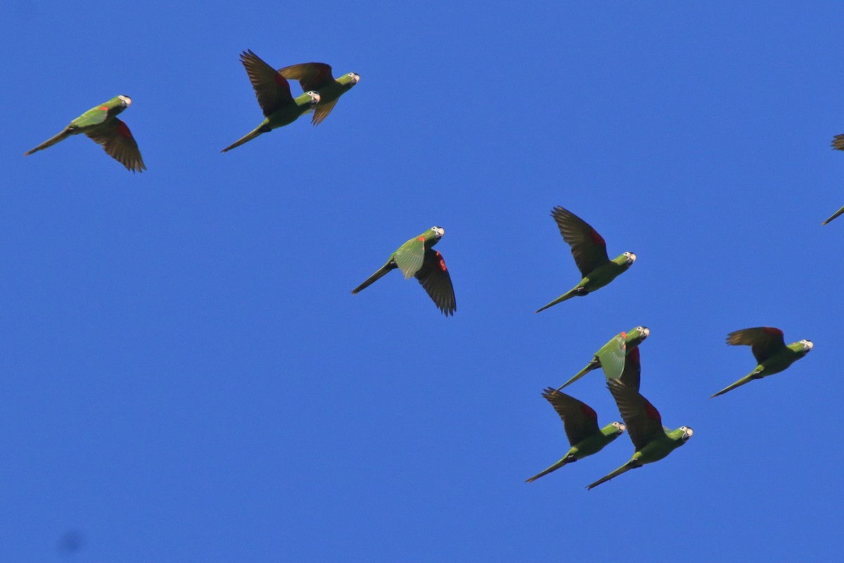 Red-shouldered Macaw - ML639885735