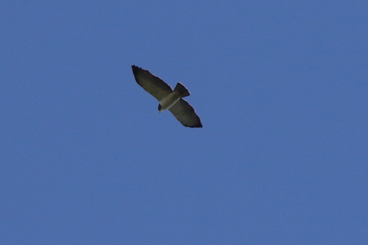 Short-tailed Hawk - ML639885788