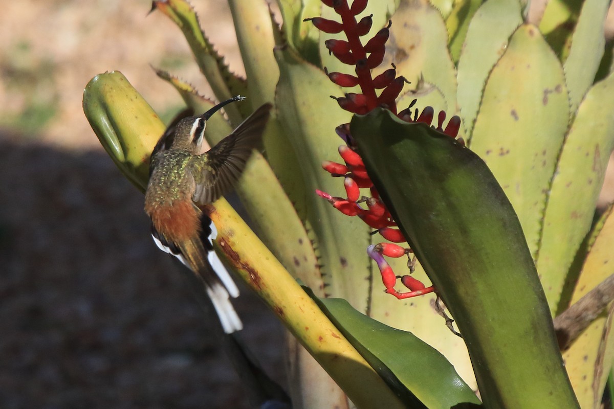 Planalto Hermit - ML639885817