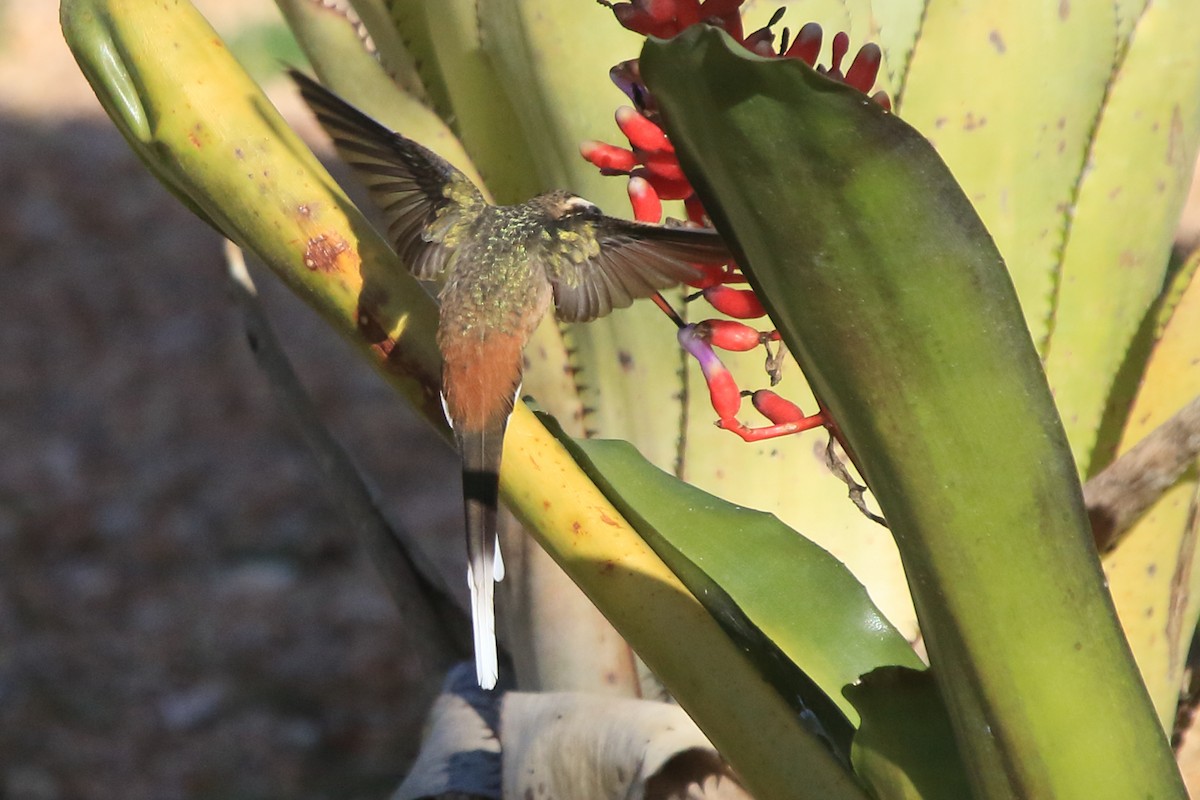 Planalto Hermit - ML639885818