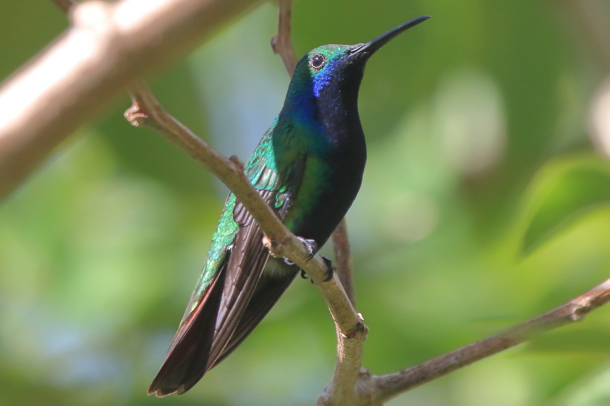 Black-throated Mango - ML639885868