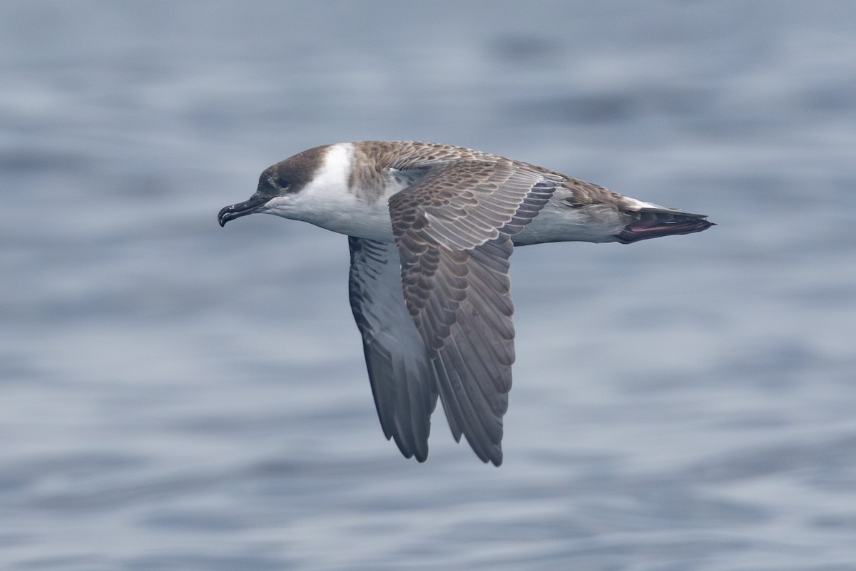 Puffin majeur - ML639885880