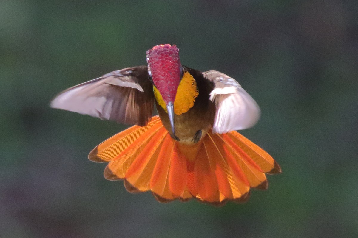 Ruby-topaz Hummingbird - ML639885883