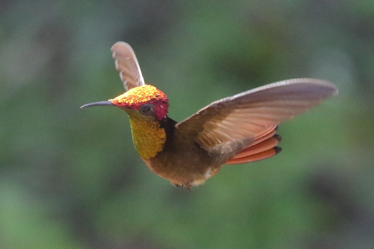 Ruby-topaz Hummingbird - ML639885884
