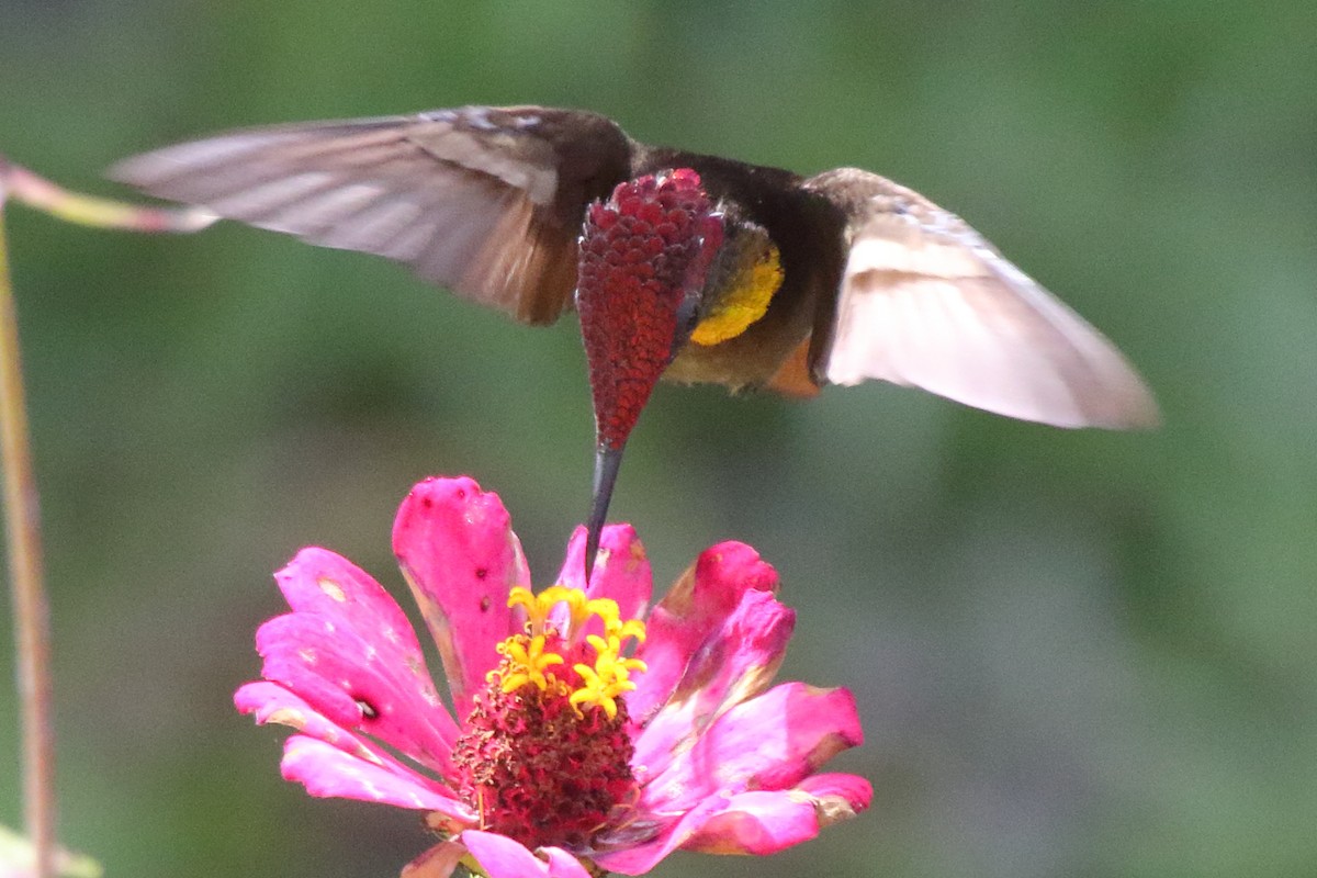 Ruby-topaz Hummingbird - ML639885885