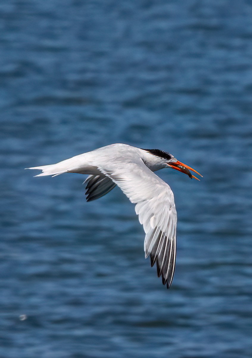 Elegant Tern - ML639885889