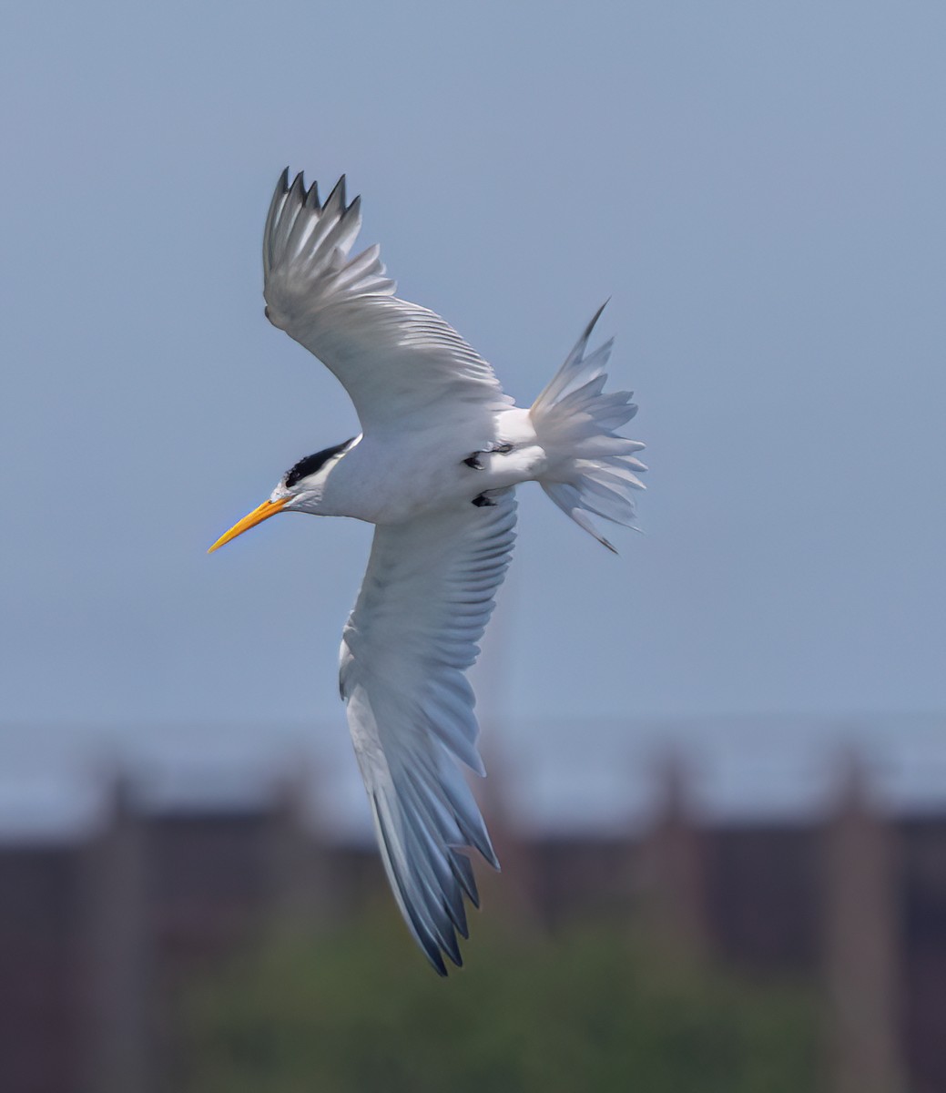 Elegant Tern - ML639885890