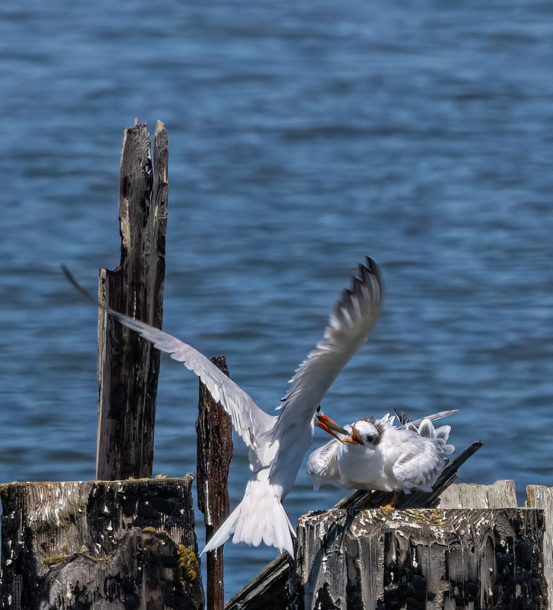 Elegant Tern - ML639885891