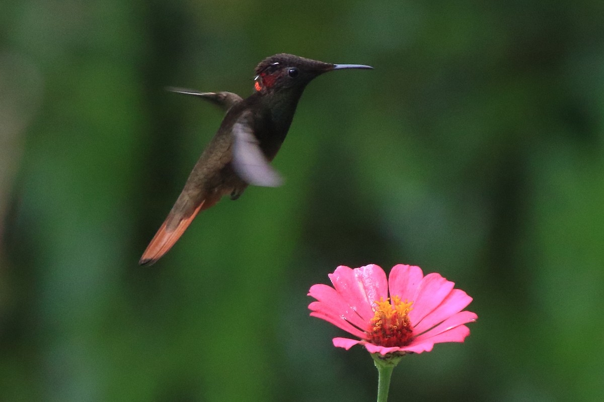 Ruby-topaz Hummingbird - ML639885899