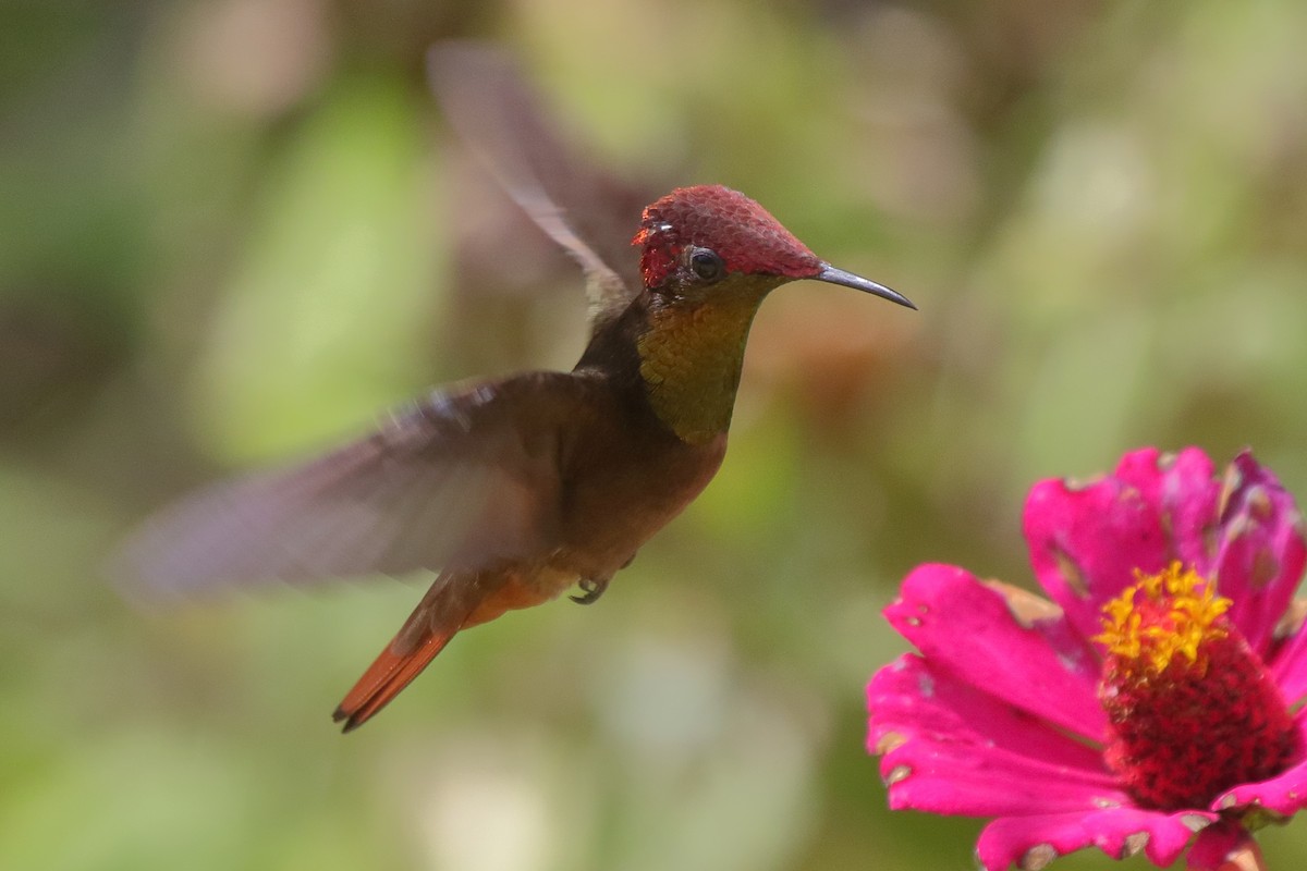 Ruby-topaz Hummingbird - ML639885900