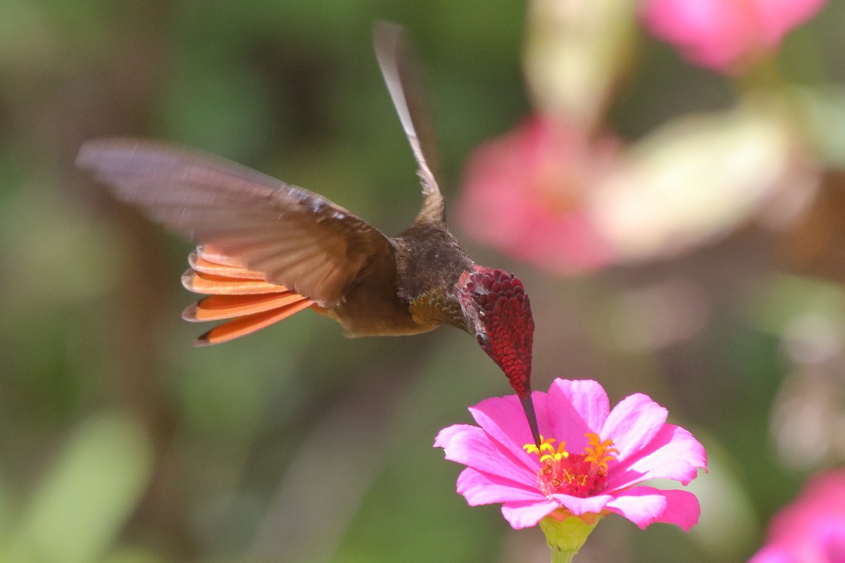 Ruby-topaz Hummingbird - ML639885901