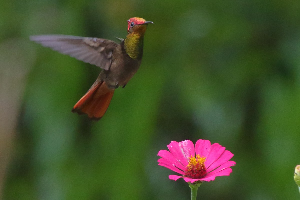 Ruby-topaz Hummingbird - ML639885902