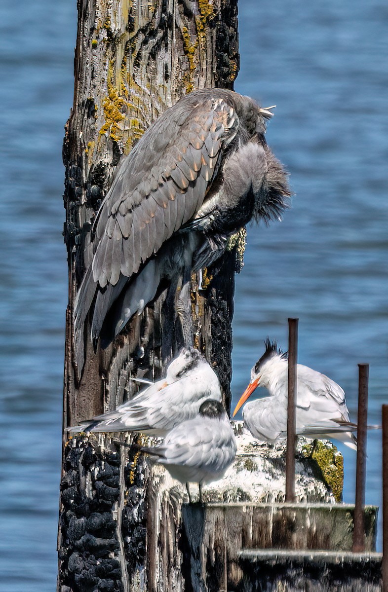 Great Blue Heron - ML639885903