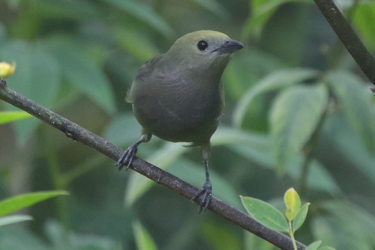 Palm Tanager - ML639885909