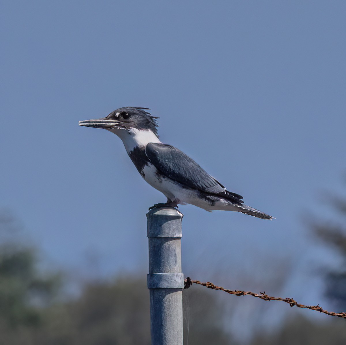 Belted Kingfisher - ML639885916