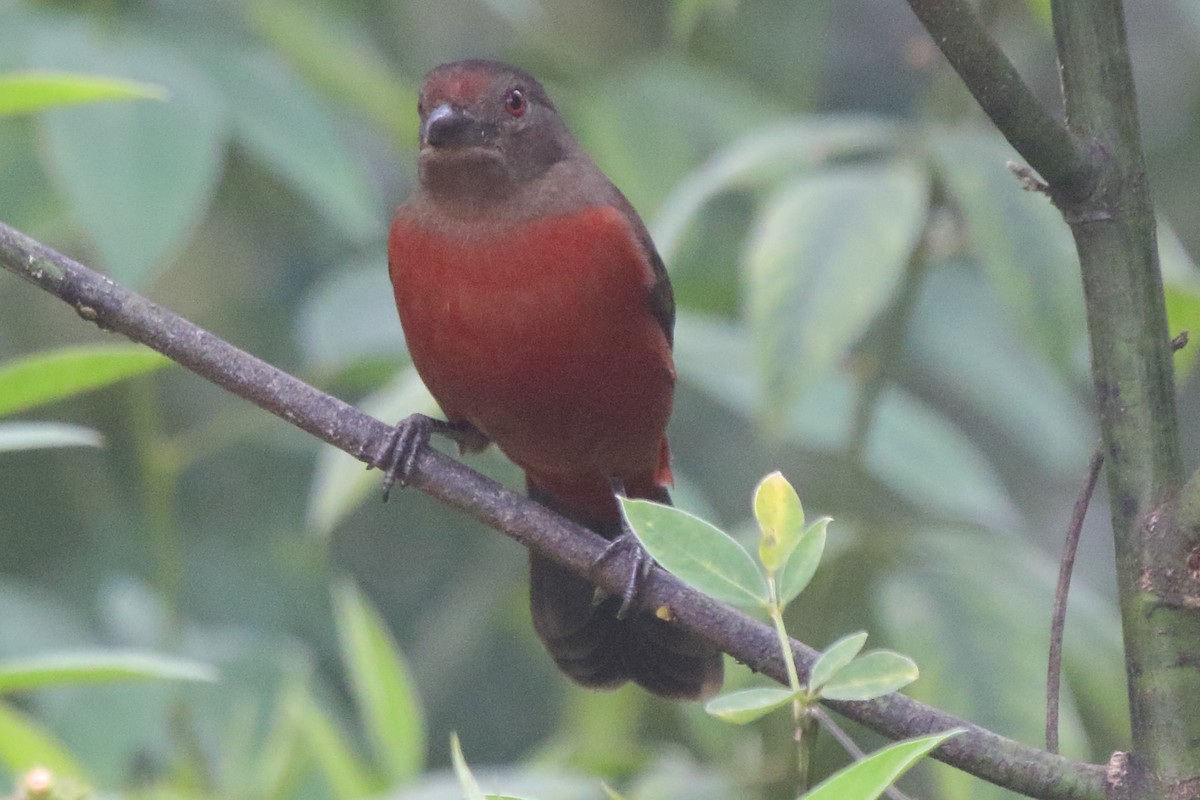 Brazilian Tanager - ML639885929