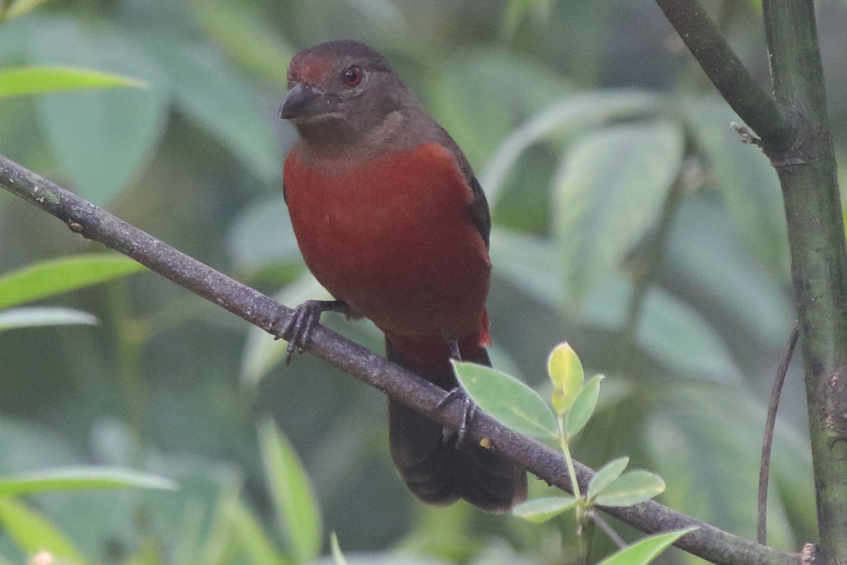 Brazilian Tanager - ML639885930