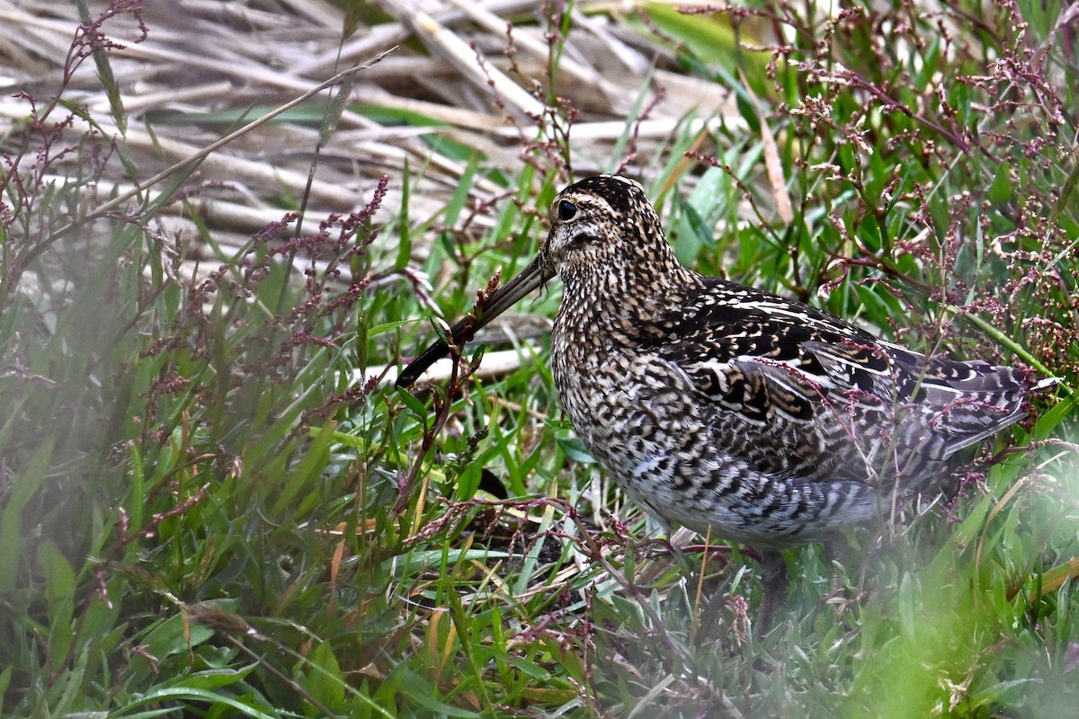 Noble Snipe - ML639885935