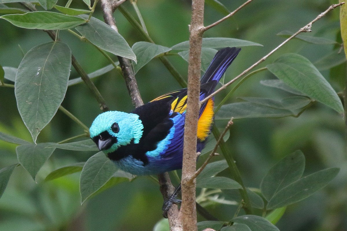 Seven-colored Tanager - ML639885937