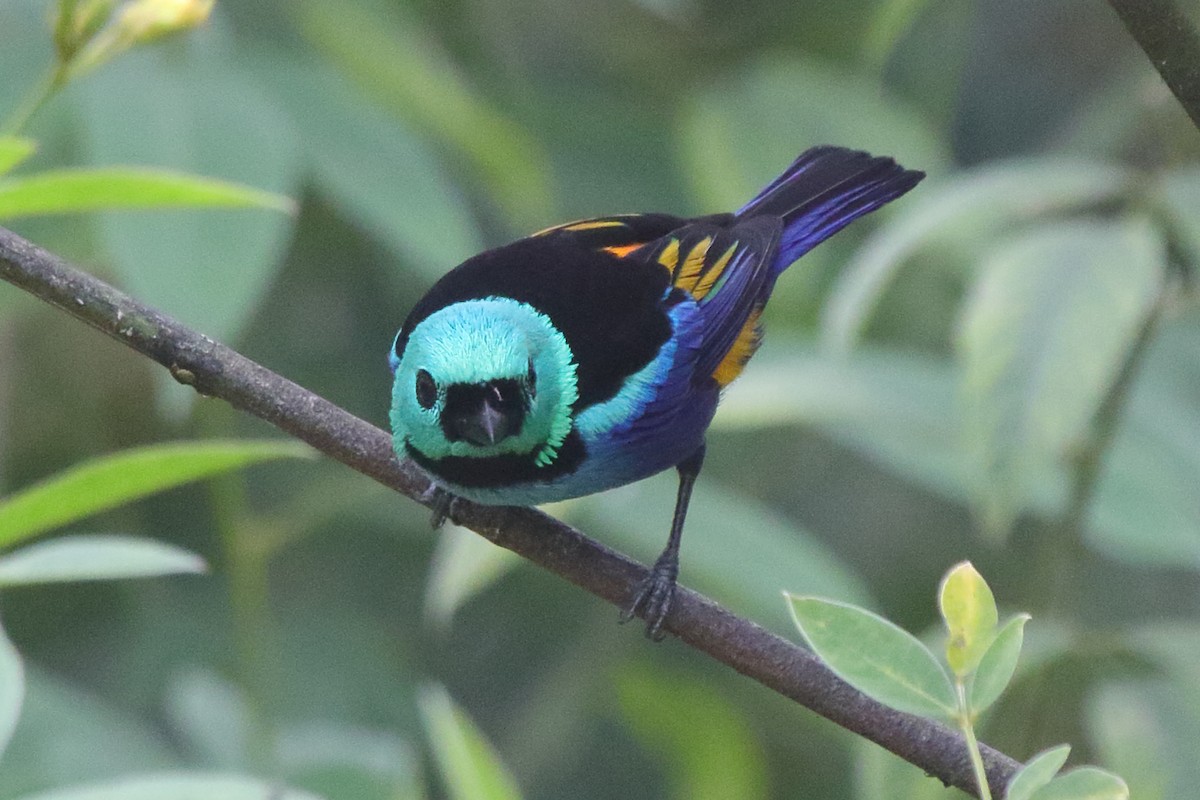 Seven-colored Tanager - ML639885938