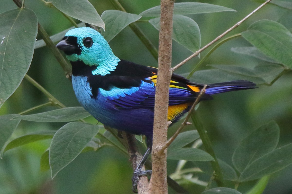 Seven-colored Tanager - ML639885939