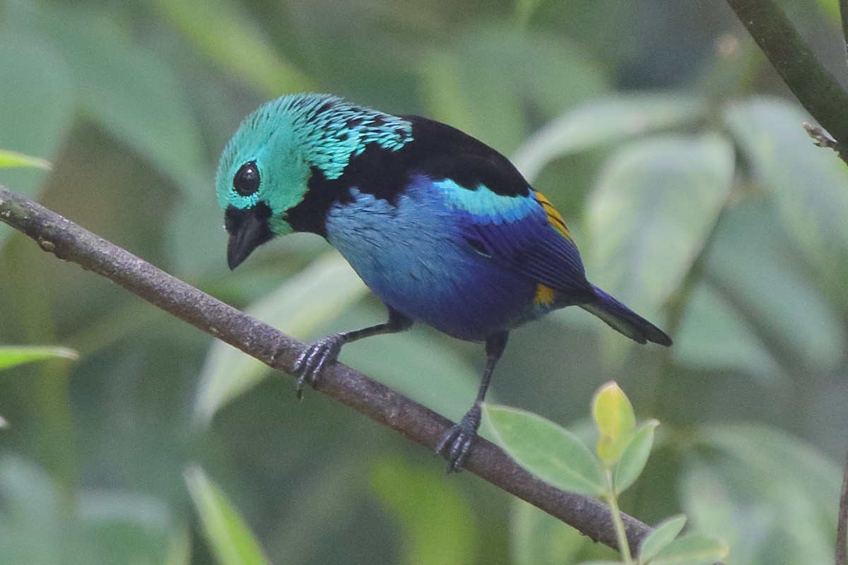 Seven-colored Tanager - ML639885940