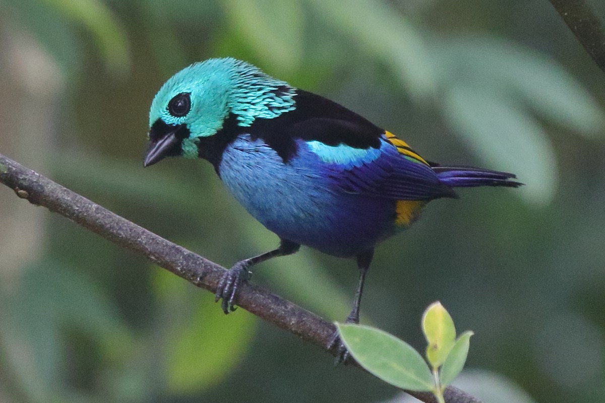 Seven-colored Tanager - ML639885941
