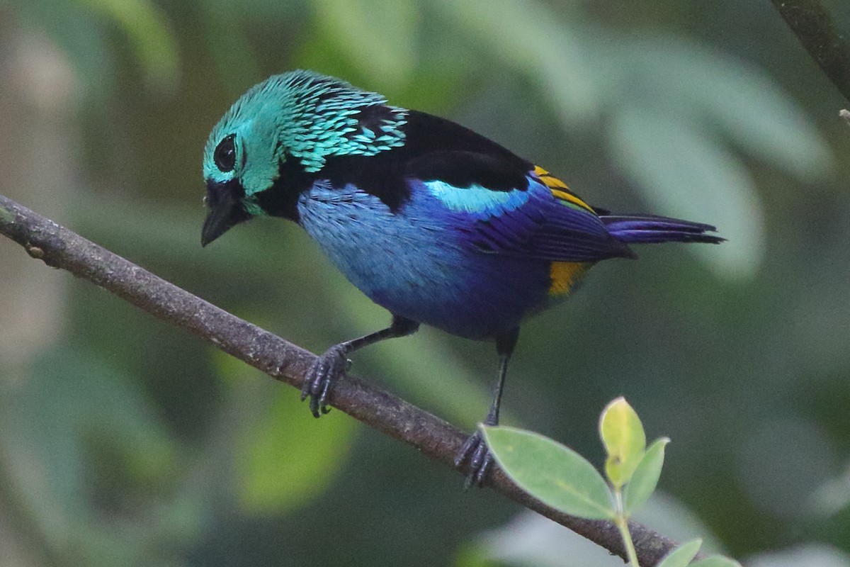 Seven-colored Tanager - ML639885942